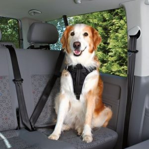 Bilsele Dogprotect